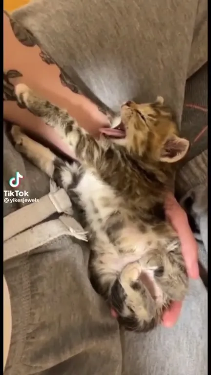 Котик под Hotline Bling
