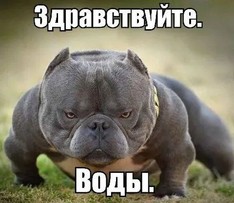 Бульдог в поисках воды