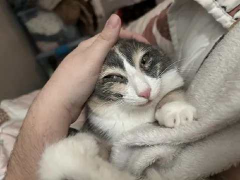 Уставший кот под одеялом