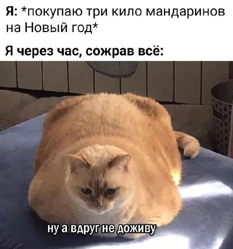 Кот съел все мандарины