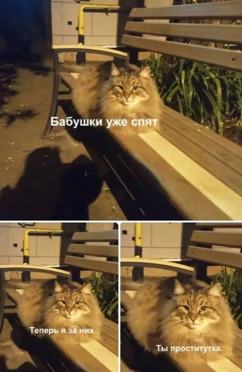 Кот охраняет бабушек