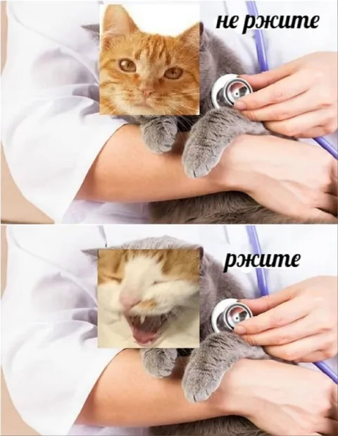 Не ржите, ржите