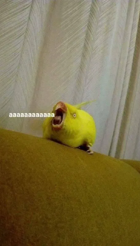 Screaming Green Parrot
