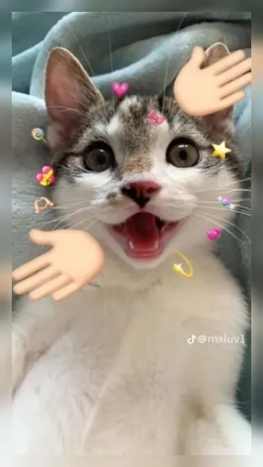 Кот в шоке от обнимашек