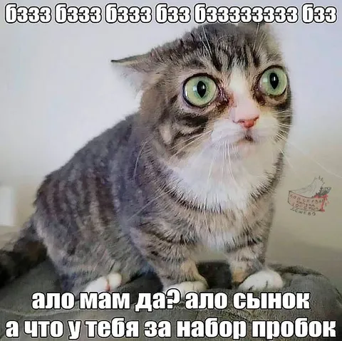 Кот звонит маме