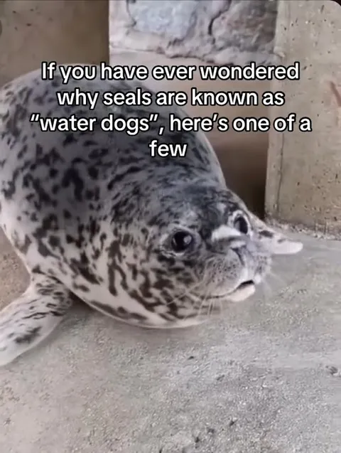 Seal Proves It Is a Water Dog