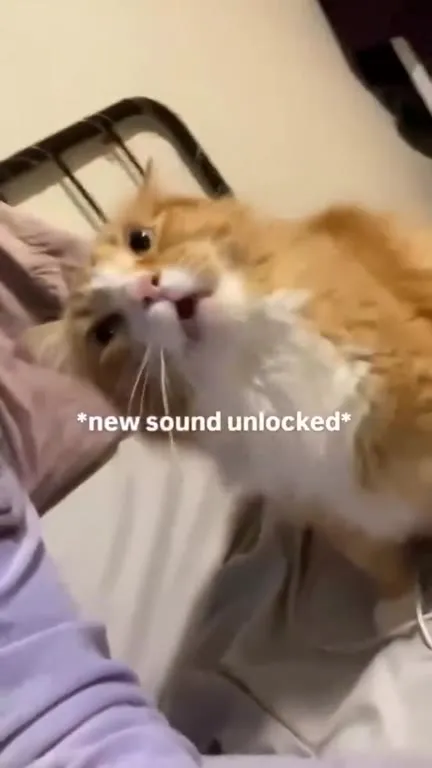 Cat Unlocks a New Sound