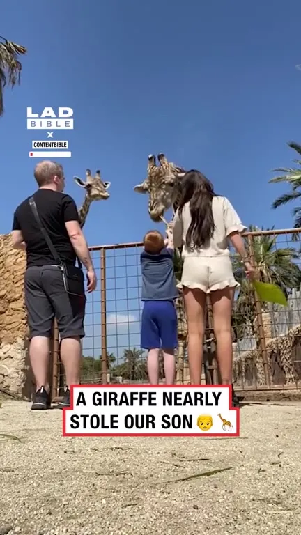 Giraffe Nearly Steals the Son