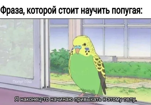 Попугай привыкает к телу
