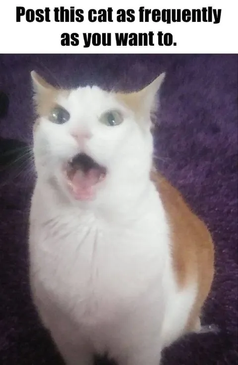 Post This Cat Frequently