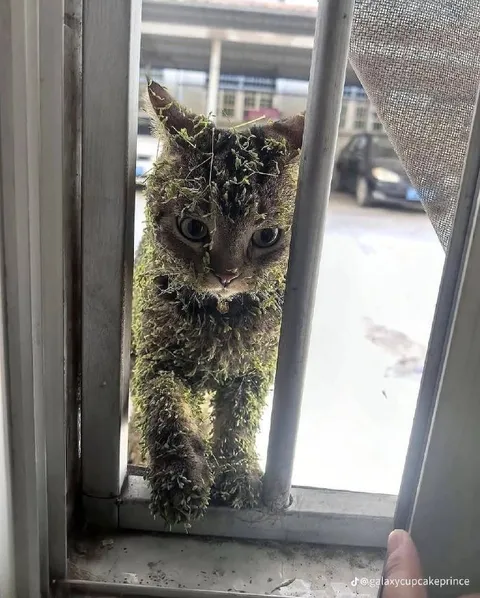 Мохнатый кот у окна