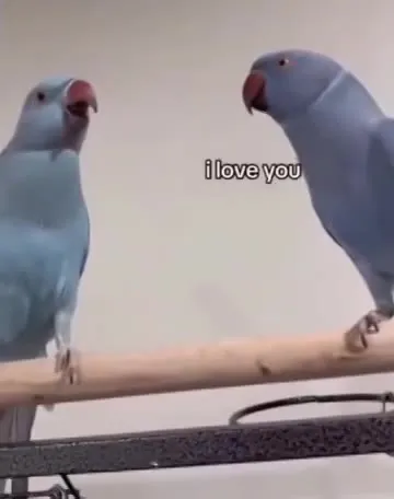 Parrots Say I Love You