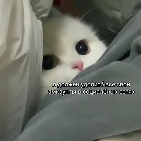 Кот прячется от соцсетей