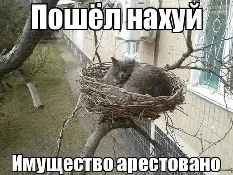 Кот в арестованном гнезде