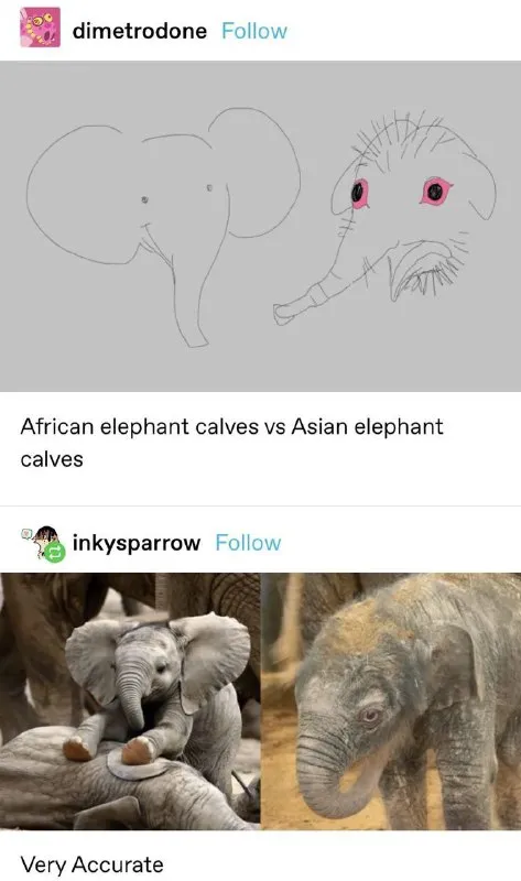 African Elephant Versus Asian Elephant Calves