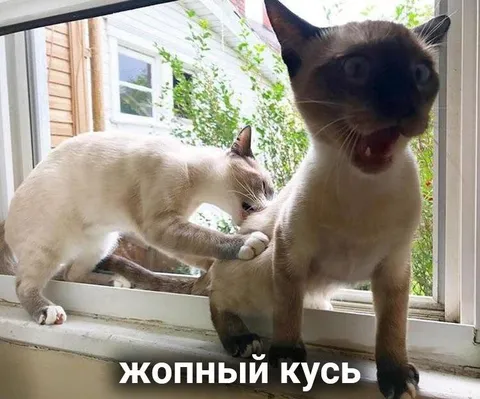 Жопный кусь