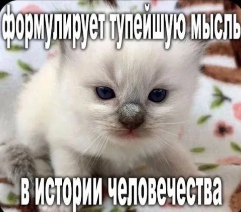 Кот формулирует тупейшую мысль