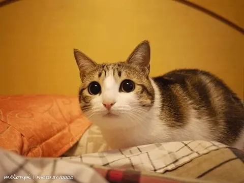 Кот с большими глазами