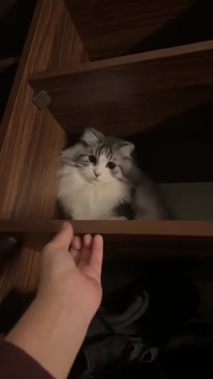 Кот на полке не хочет гладиться