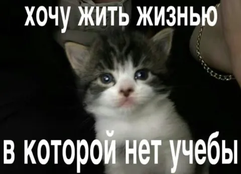 Котёнок без учёбы
