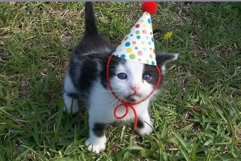 Котёнок в праздничном колпаке