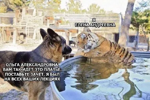 Преподаватели на лекции