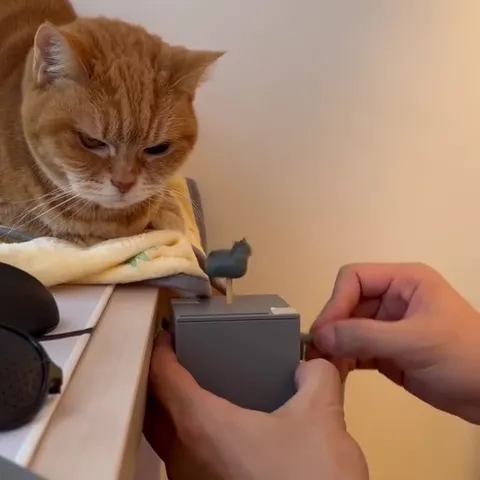 Кот слушает заводную музыку