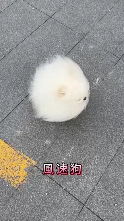 風速狗在街上迎风而立