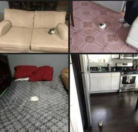 Кот потерялся в доме