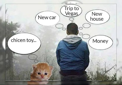 Kitten Wants a Chicken Toy