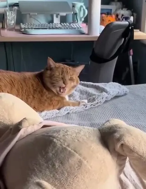 Кот сначала кашляет, потом зевает