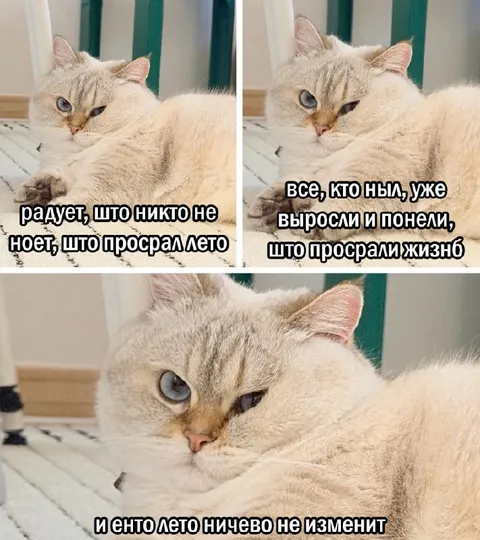 Кот о просранном лете