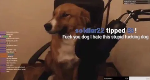 Streamer Hates the Dog