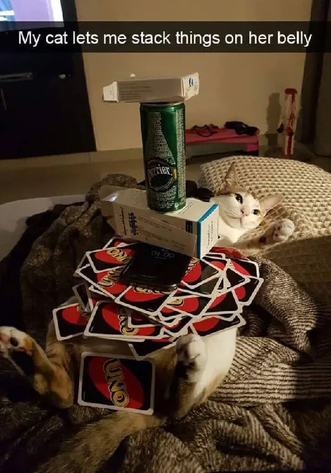 Cat Lets Me Stack Things
