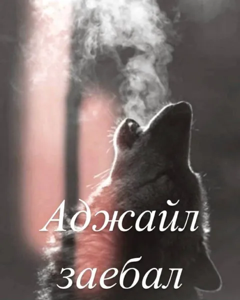 Кот, которого достал дождь