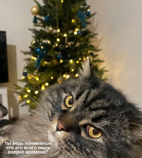 Кот ждёт подходящего момента