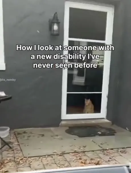 Cat Sees a Turtle for the First Time