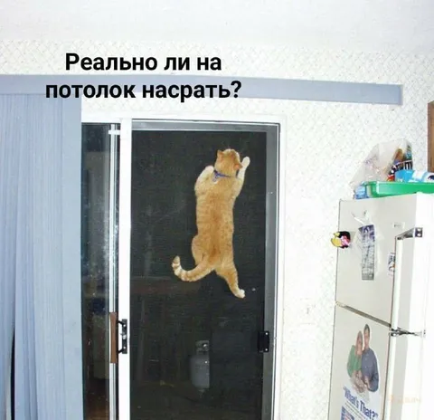 Кот на стеклянной двери