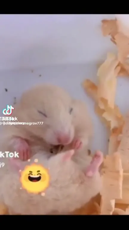 Хомяк тащит непосильную ношу