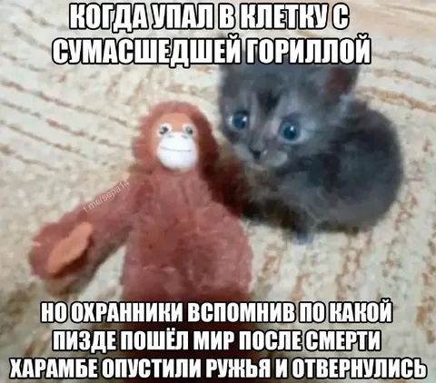Котёнок в клетке с Харамбе