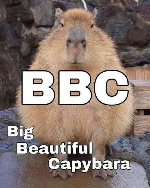 Big Beautiful Capybara BBC