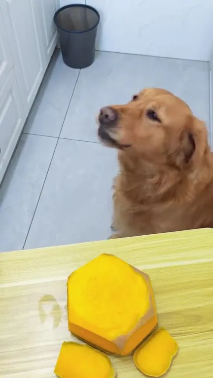 當情狗養了隻饞狗