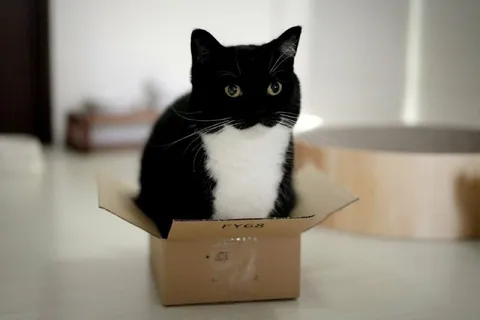 Кот в коробке