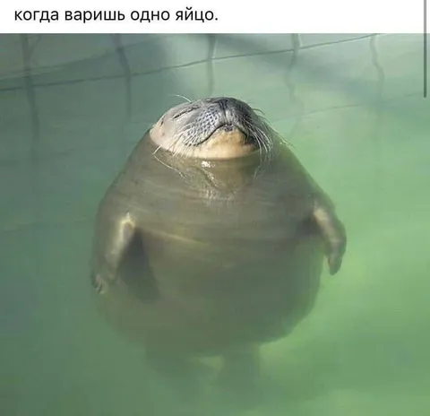 Когда варишь одно яйцо