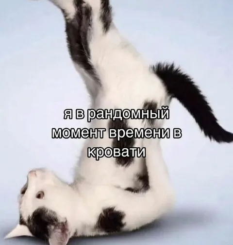 Кот в случайный момент в кровати