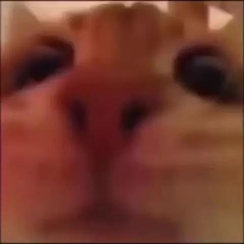 Cats Losing Their Minds