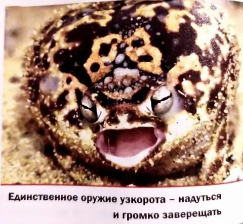 Оружие узкорота
