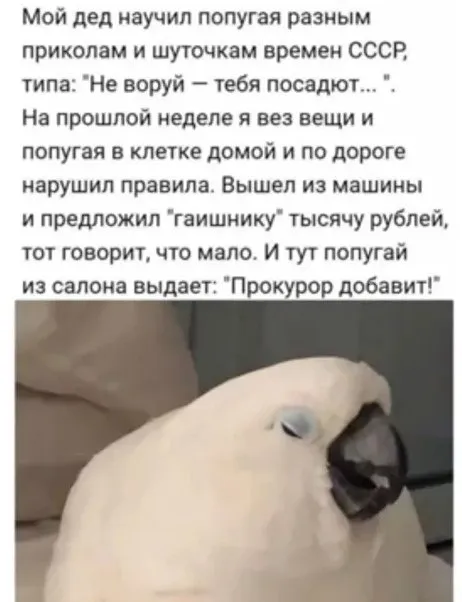 Попугай и взятка гаишнику