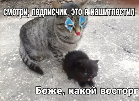 Кот наиптыстил себя