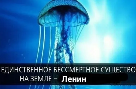 Единственное бессмертное существо